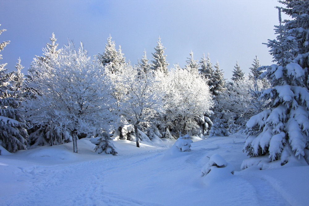 Bäume mit Schnee im Harz Winterlandschaft